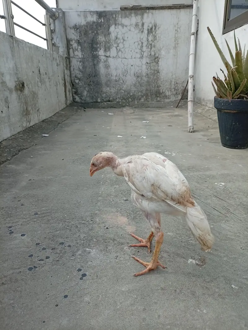 Mianwali quality Aseel chicks available shamo cross Heera cross — photo 2