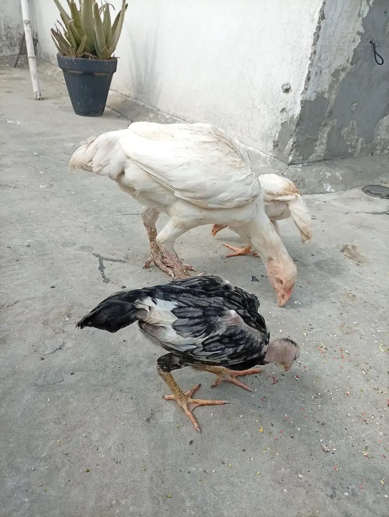Mianwali quality Aseel chicks available shamo cross Heera cross — photo 3