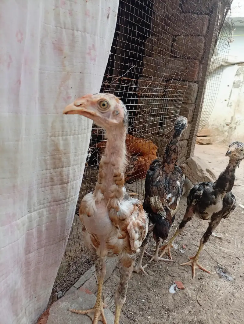 Mianwali quality Aseel chicks available shamo cross Heera cross — photo 4