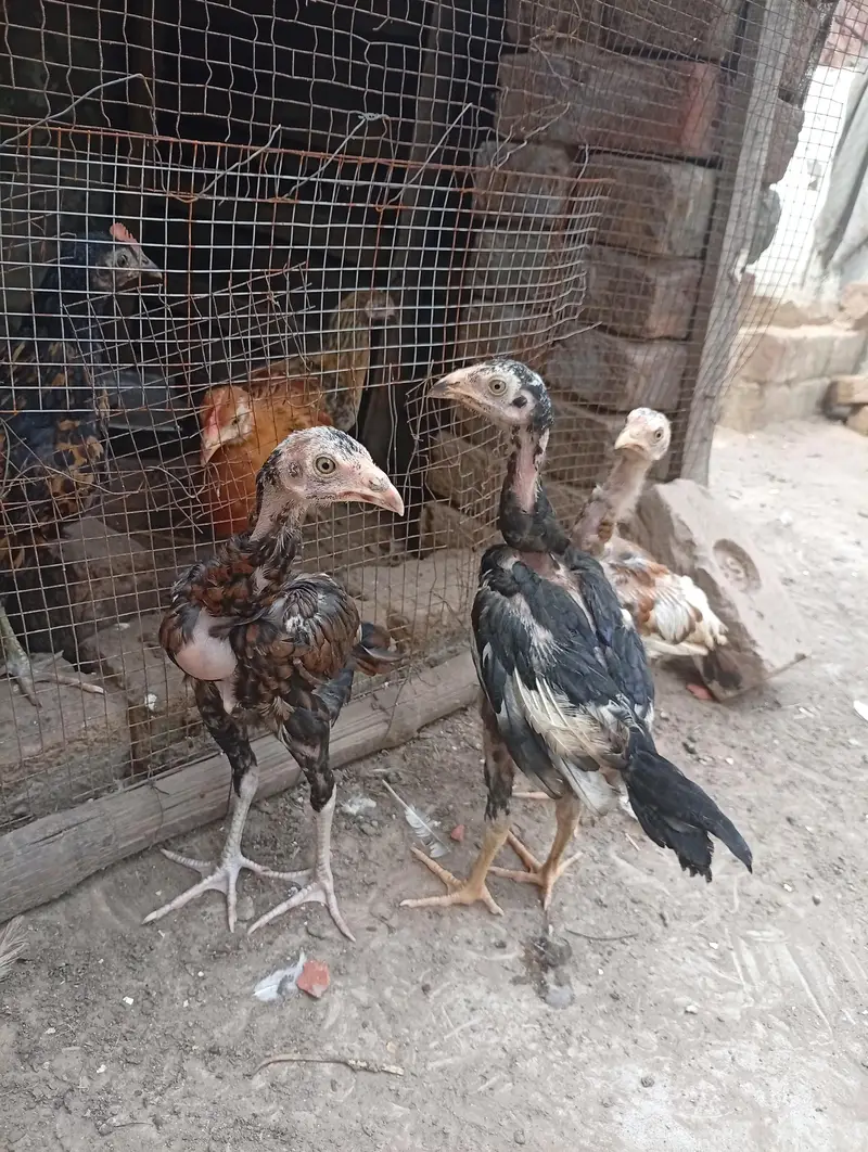 Mianwali quality Aseel chicks available shamo cross Heera cross — photo 5