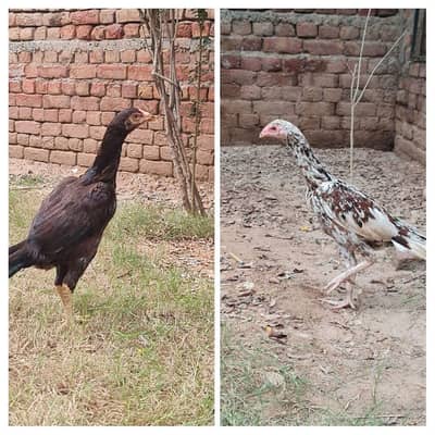 quality aseel young pair for sale-healthy & active -strong build