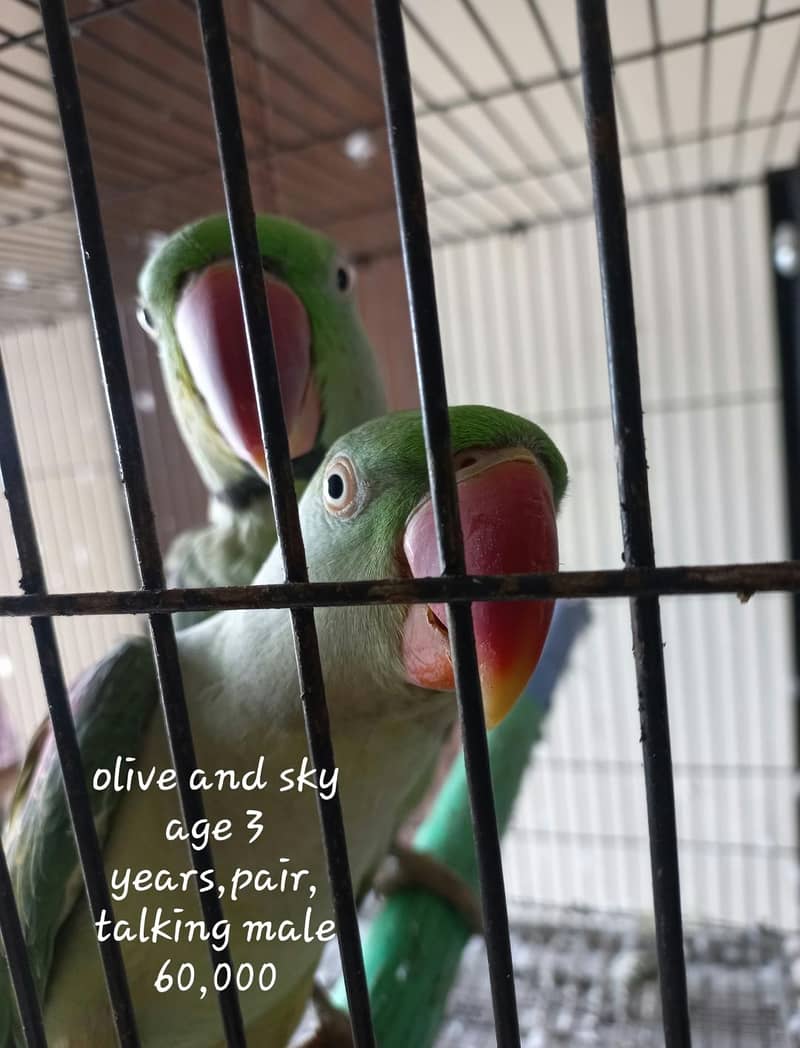 parrots 0