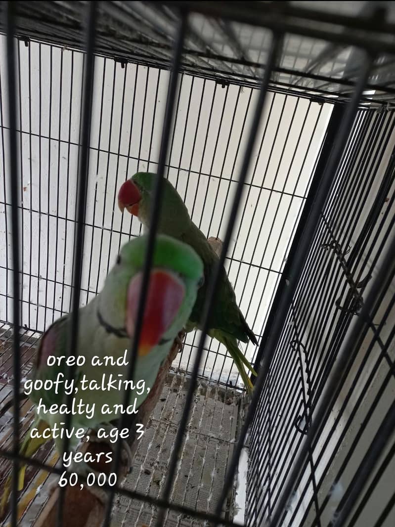parrots 1