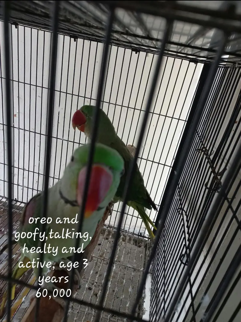 parrots — photo 2