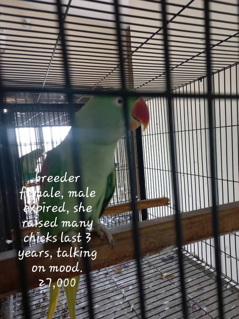 parrots 2