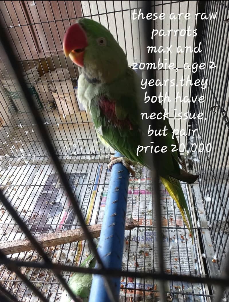 parrots 3