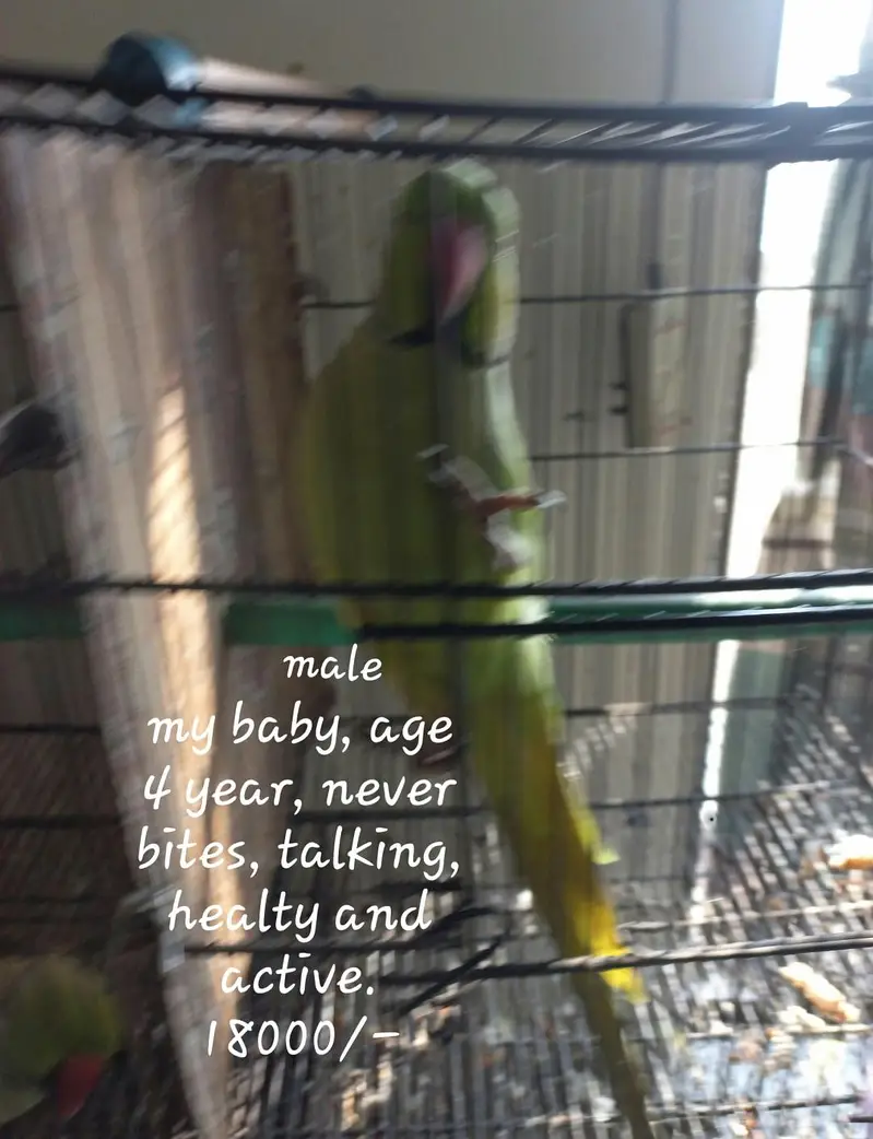 parrots — photo 5