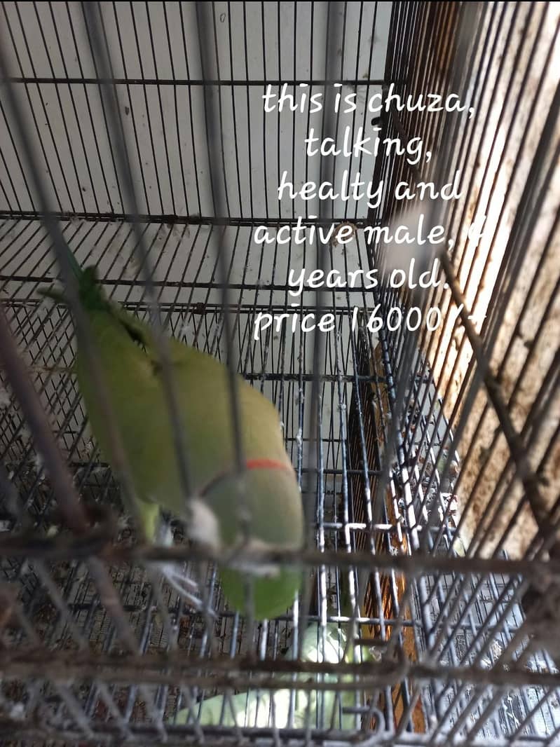 parrots 5