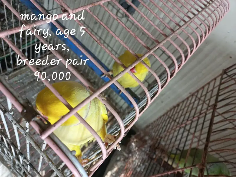 parrots — photo 7
