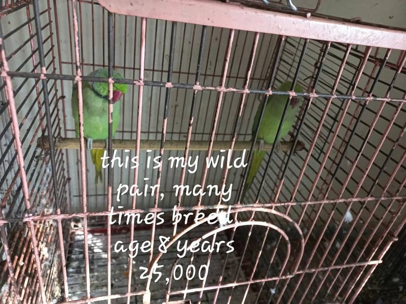 parrots 7