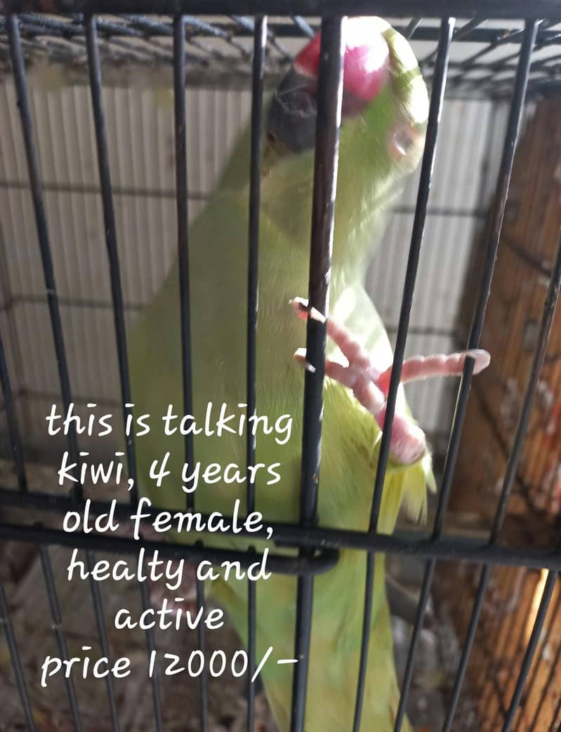 parrots 8