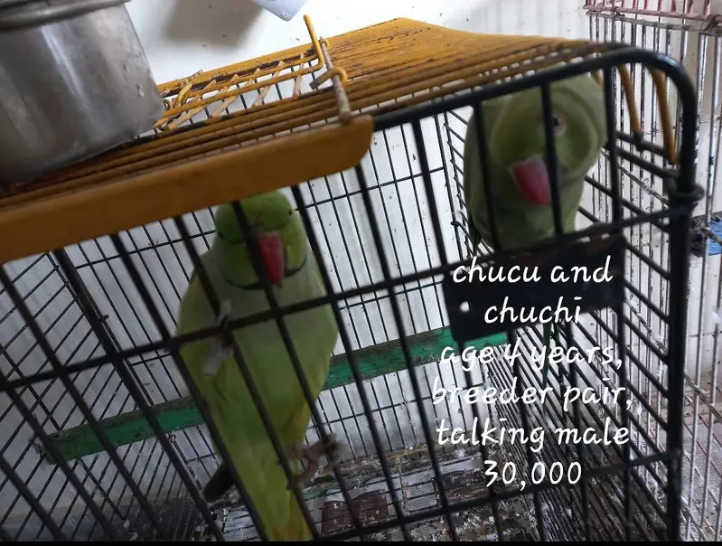 parrots — photo 10