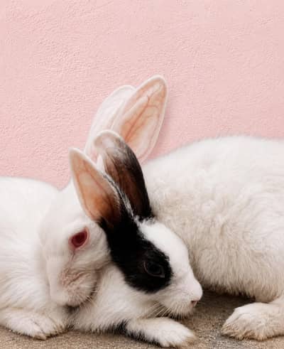 Rabbits