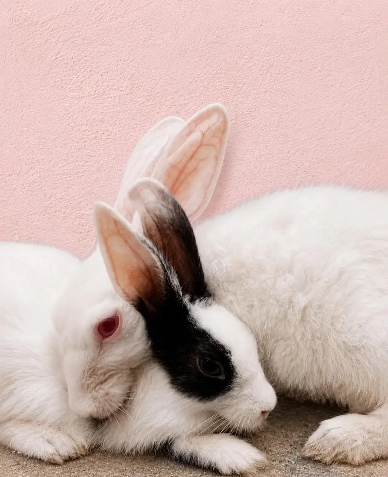 Rabbits