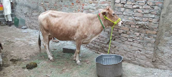 Sahiwal Cross Cow with wacha