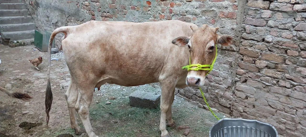 Sahiwal Cross Cow with wacha — photo 2