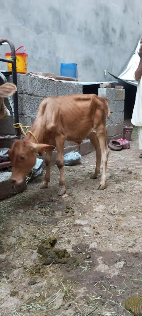 Sahiwal Cross Cow with wacha — photo 3