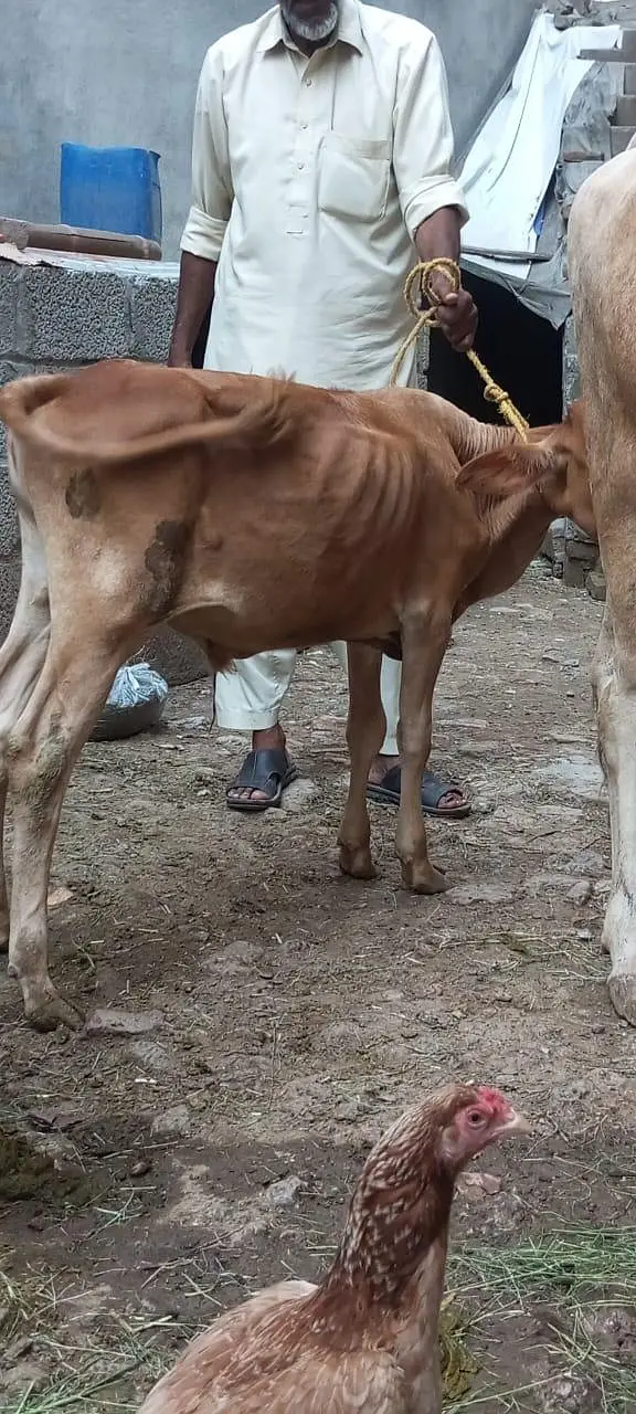 Sahiwal Cross Cow with wacha — photo 4