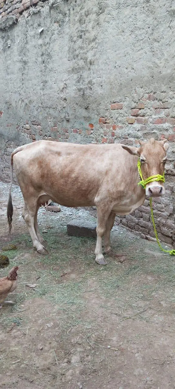 Sahiwal Cross Cow with wacha — photo 5