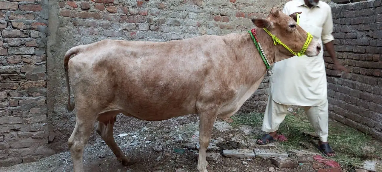 Sahiwal Cross Cow with wacha — photo 6