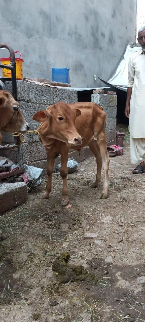 Sahiwal Cross Cow with wacha — photo 7