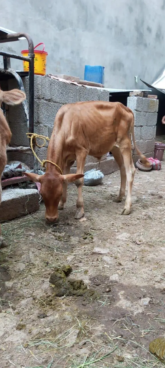 Sahiwal Cross Cow with wacha — photo 8