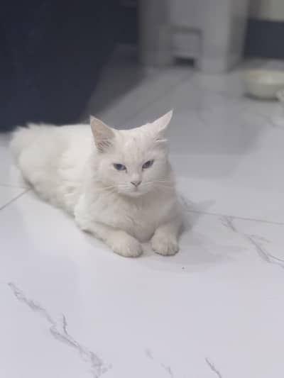 Percian cat