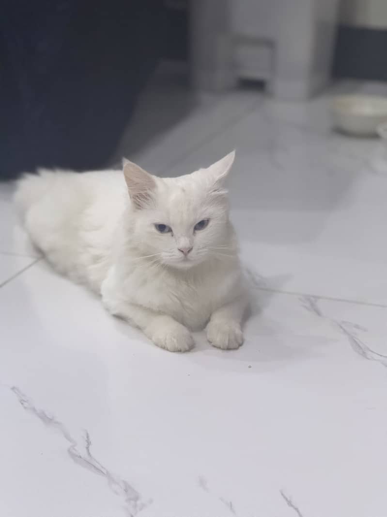 Percian cat 0