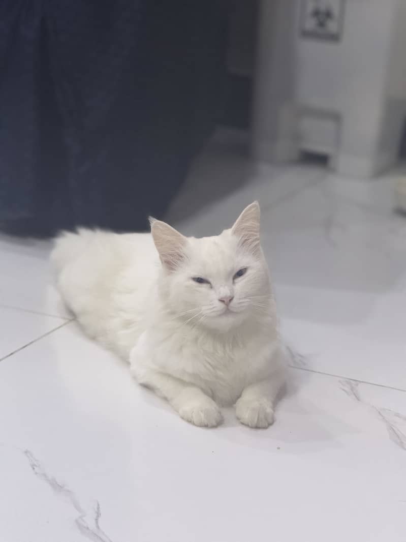 Percian cat 1