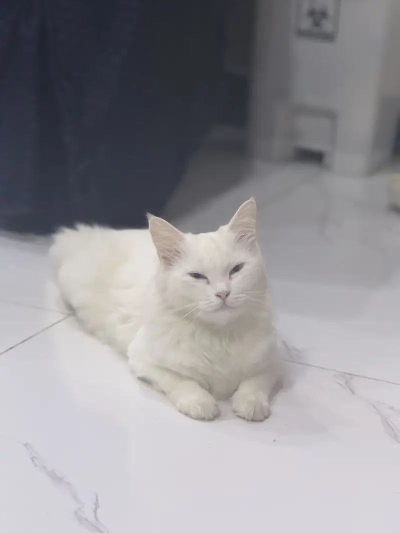 Percian cat — photo 2