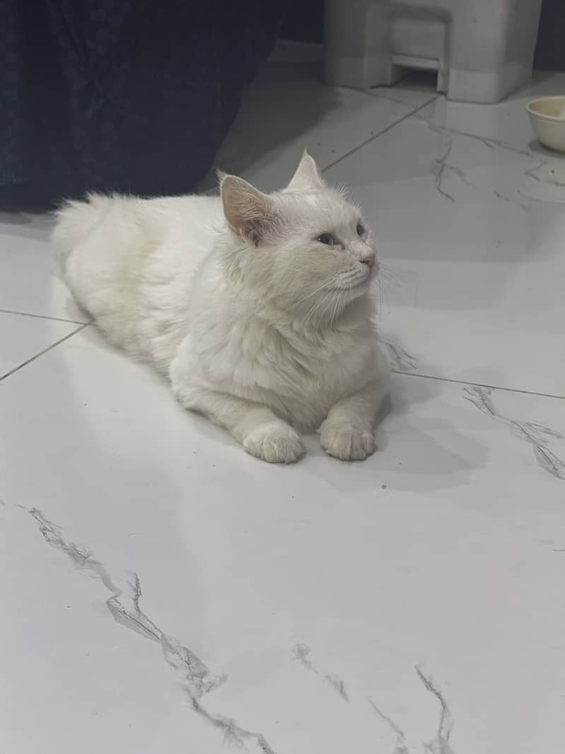 Percian cat 2