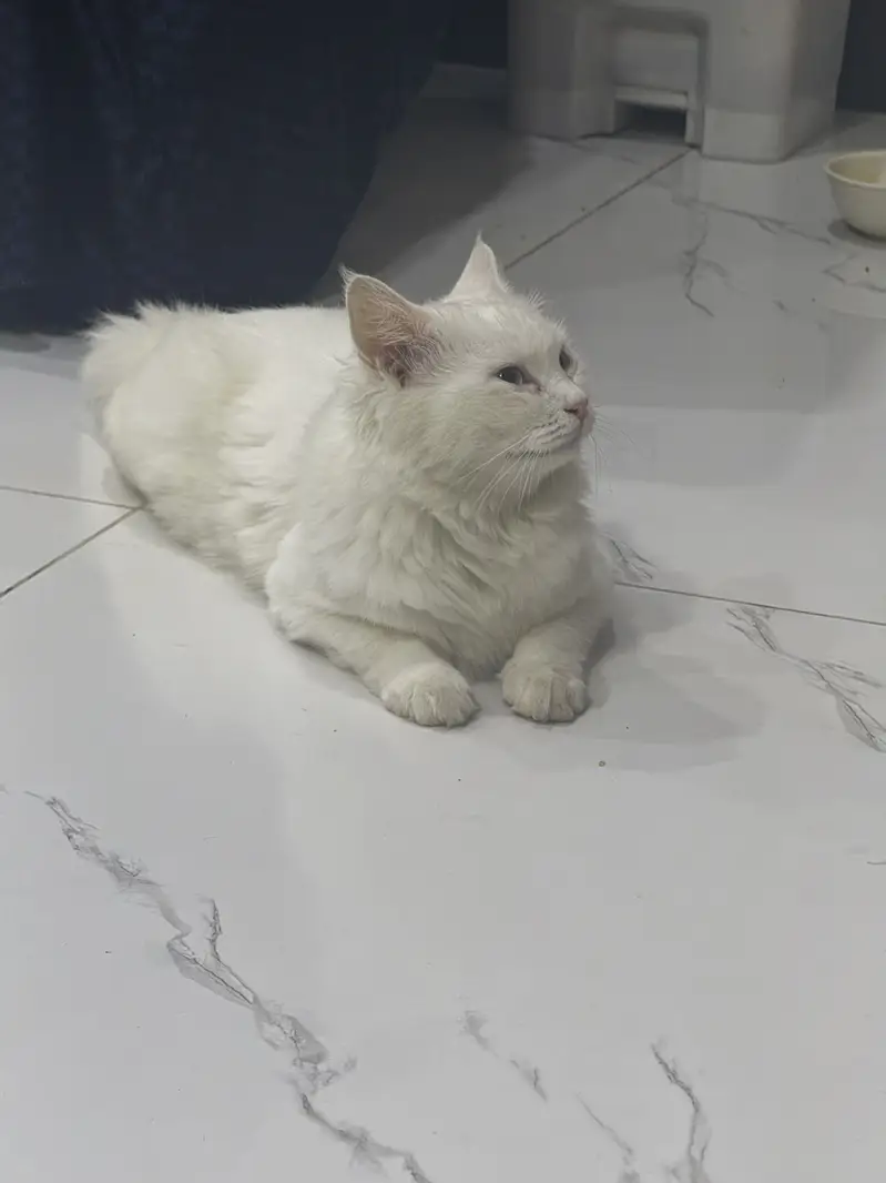 Percian cat — photo 3