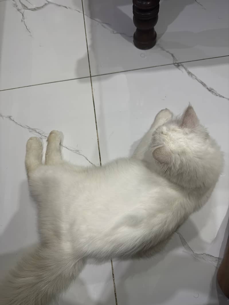 Percian cat 3