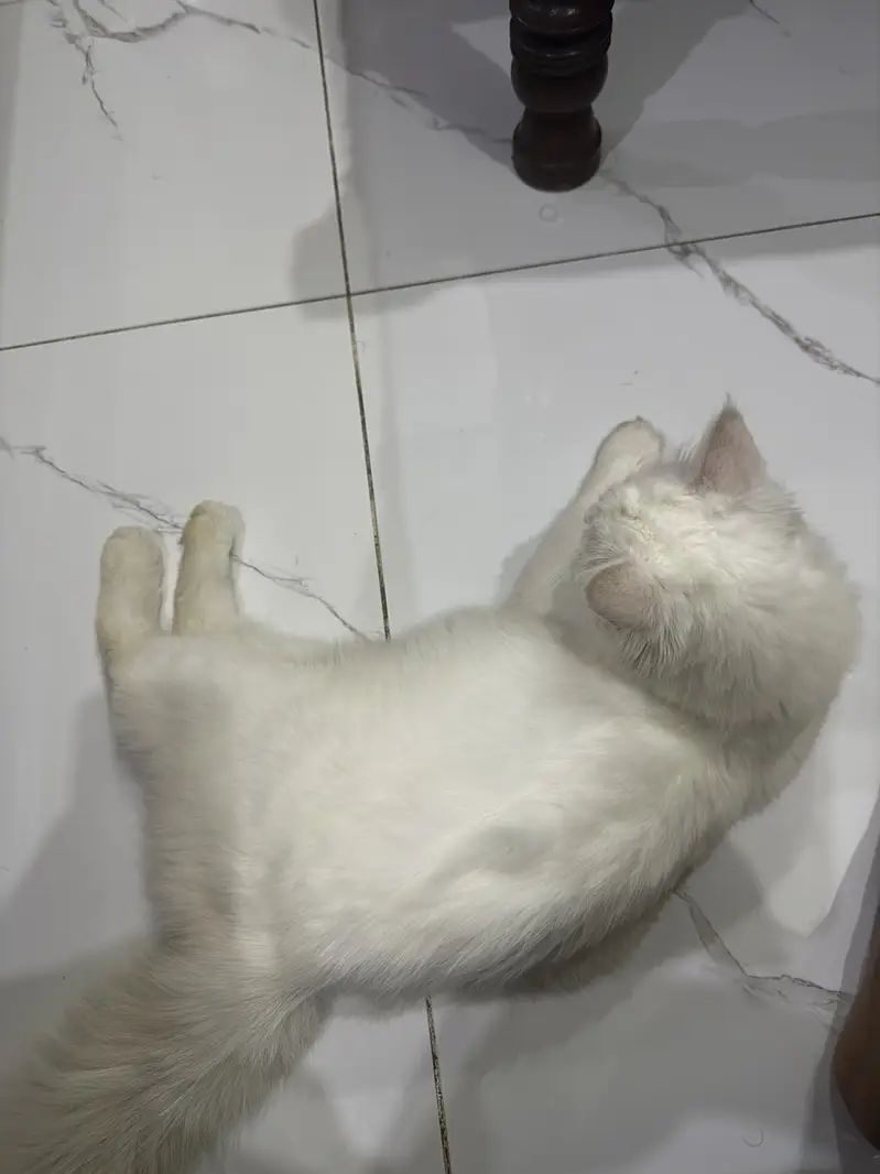 Percian cat — photo 4