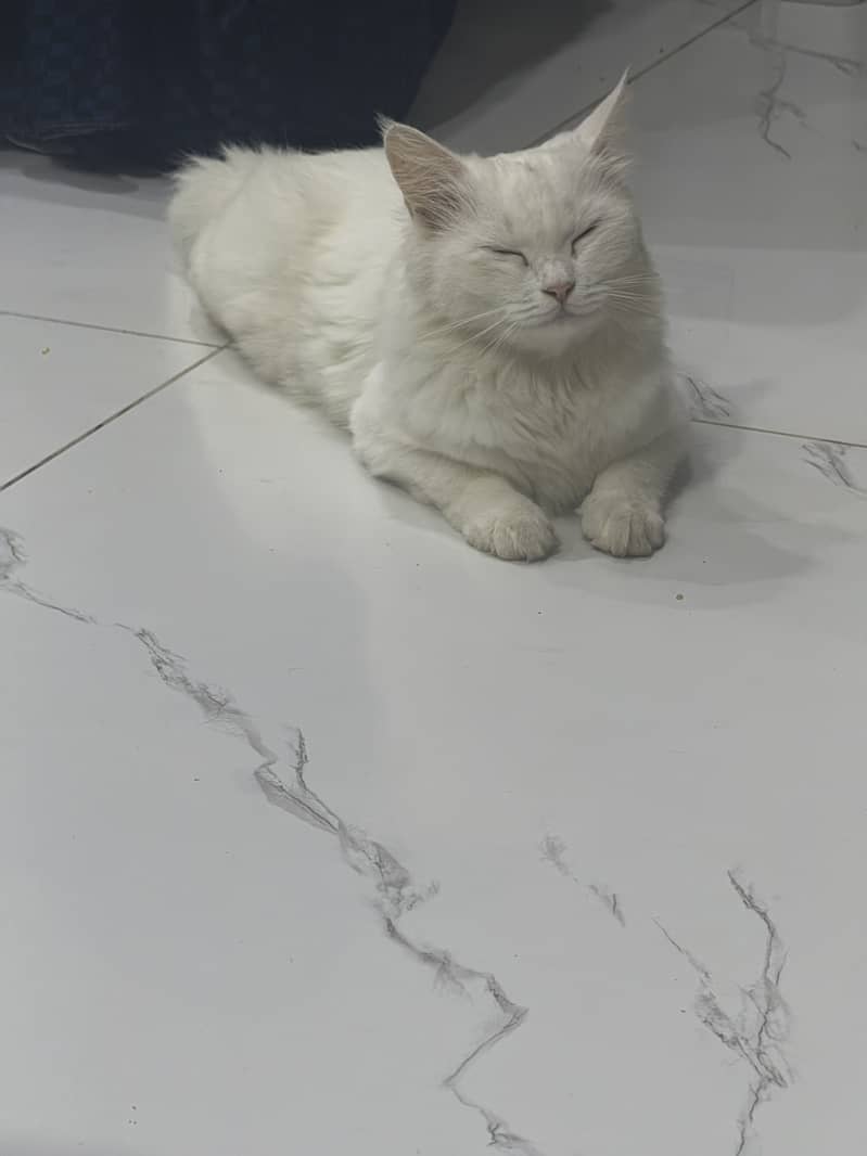 Percian cat 4