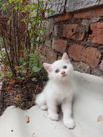 Persian Kittens Triple Coated