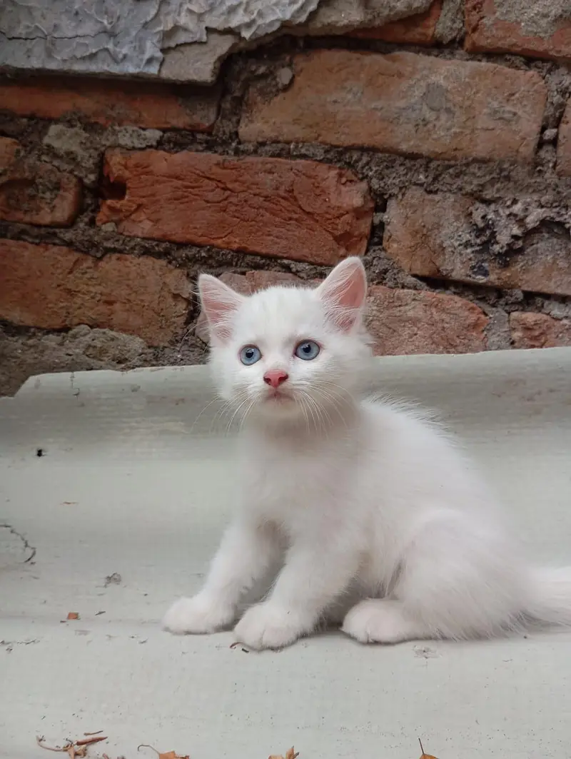 Persian Kittens Triple Coated — photo 2