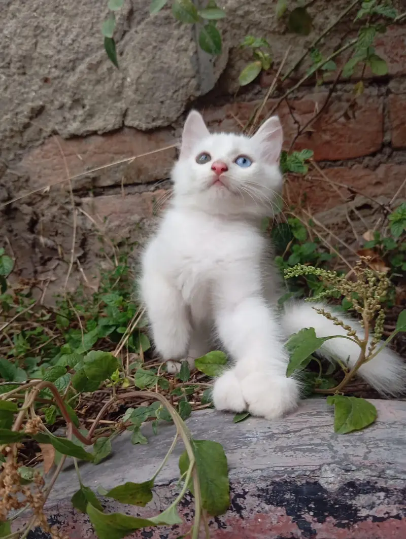 Persian Kittens Triple Coated — photo 3