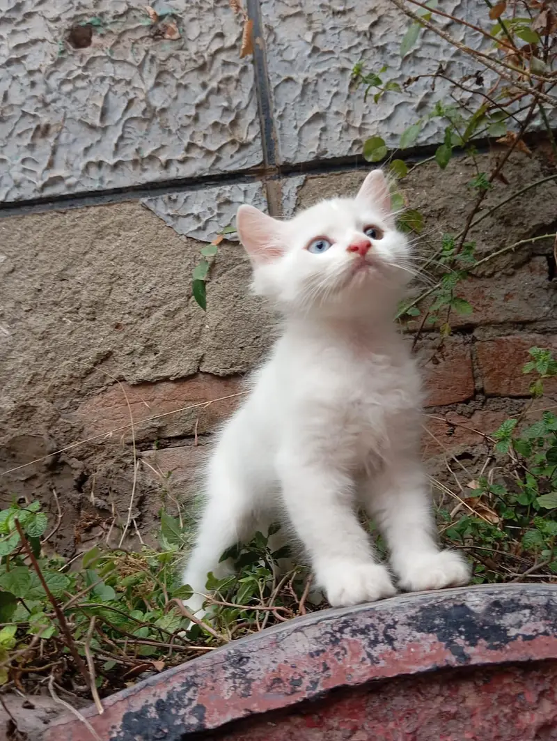 Persian Kittens Triple Coated — photo 4