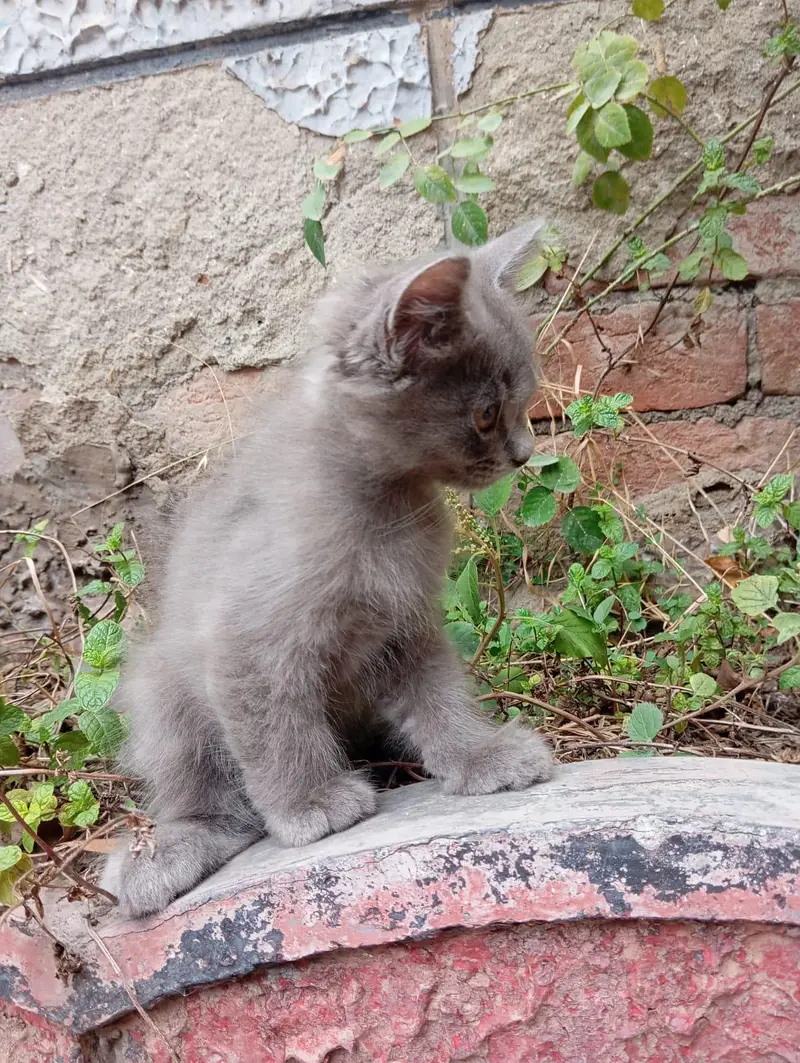Persian Kittens Triple Coated — photo 5