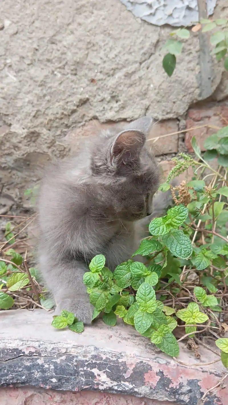 Persian Kittens Triple Coated — photo 6