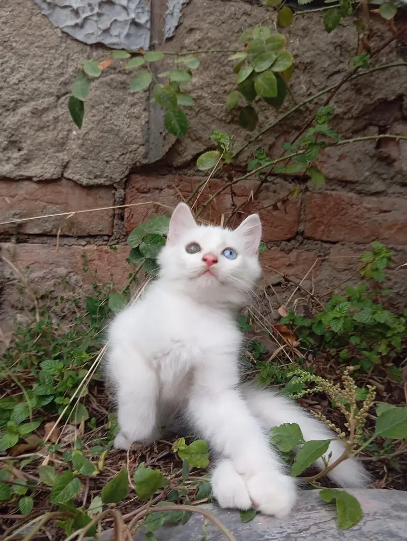Persian Kittens Triple Coated — photo 7