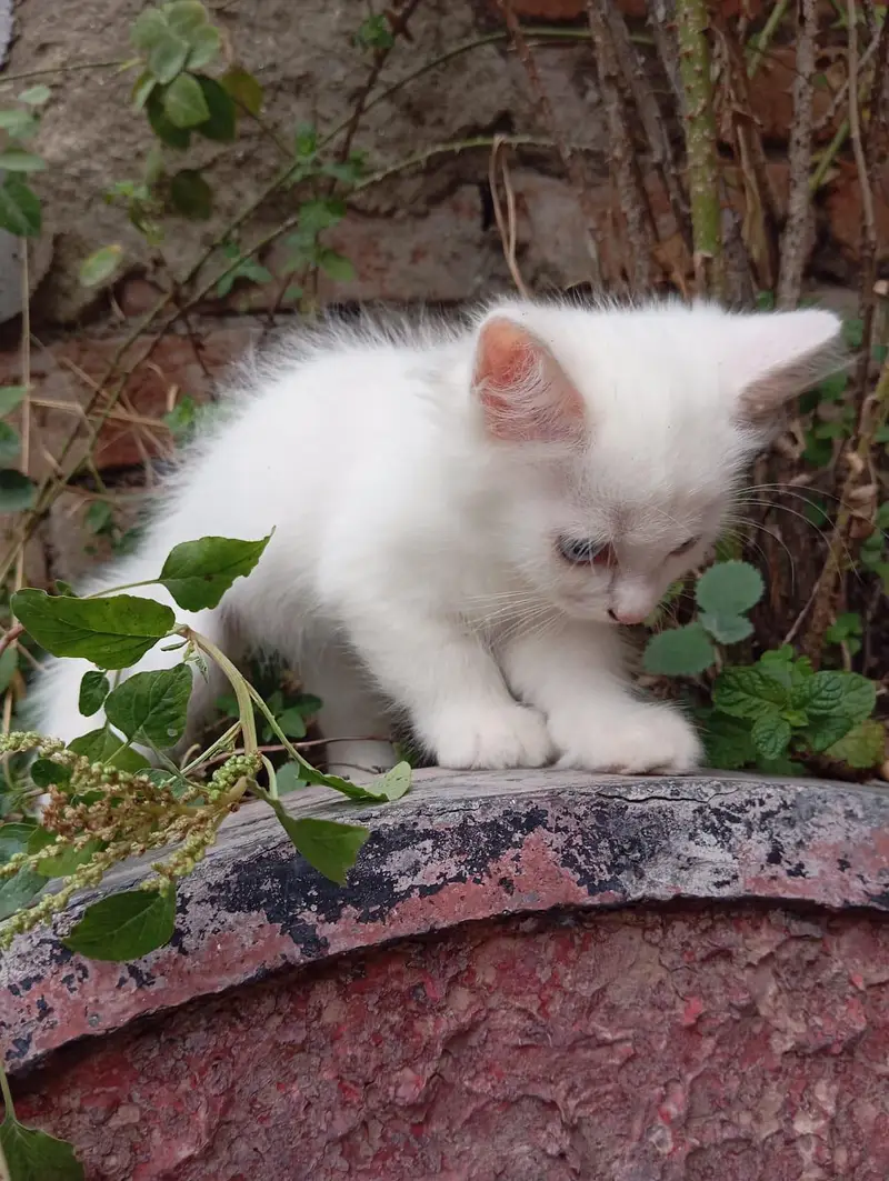 Persian Kittens Triple Coated — photo 8