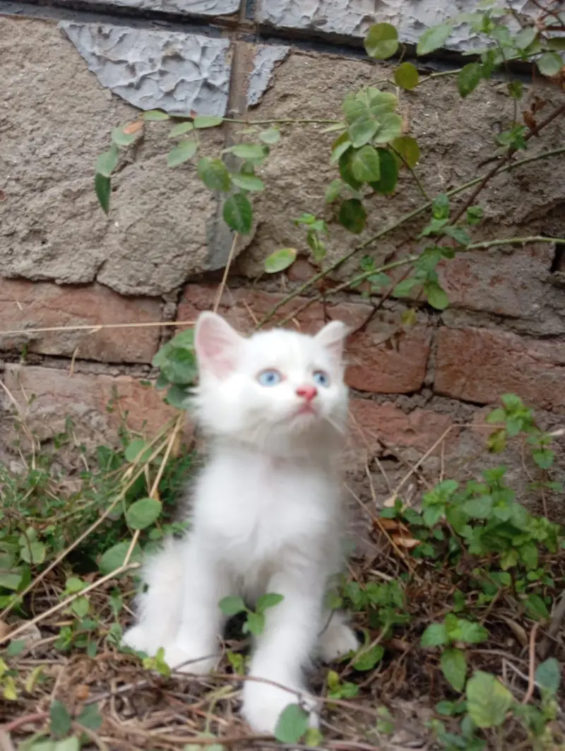 Persian Kittens Triple Coated — photo 9
