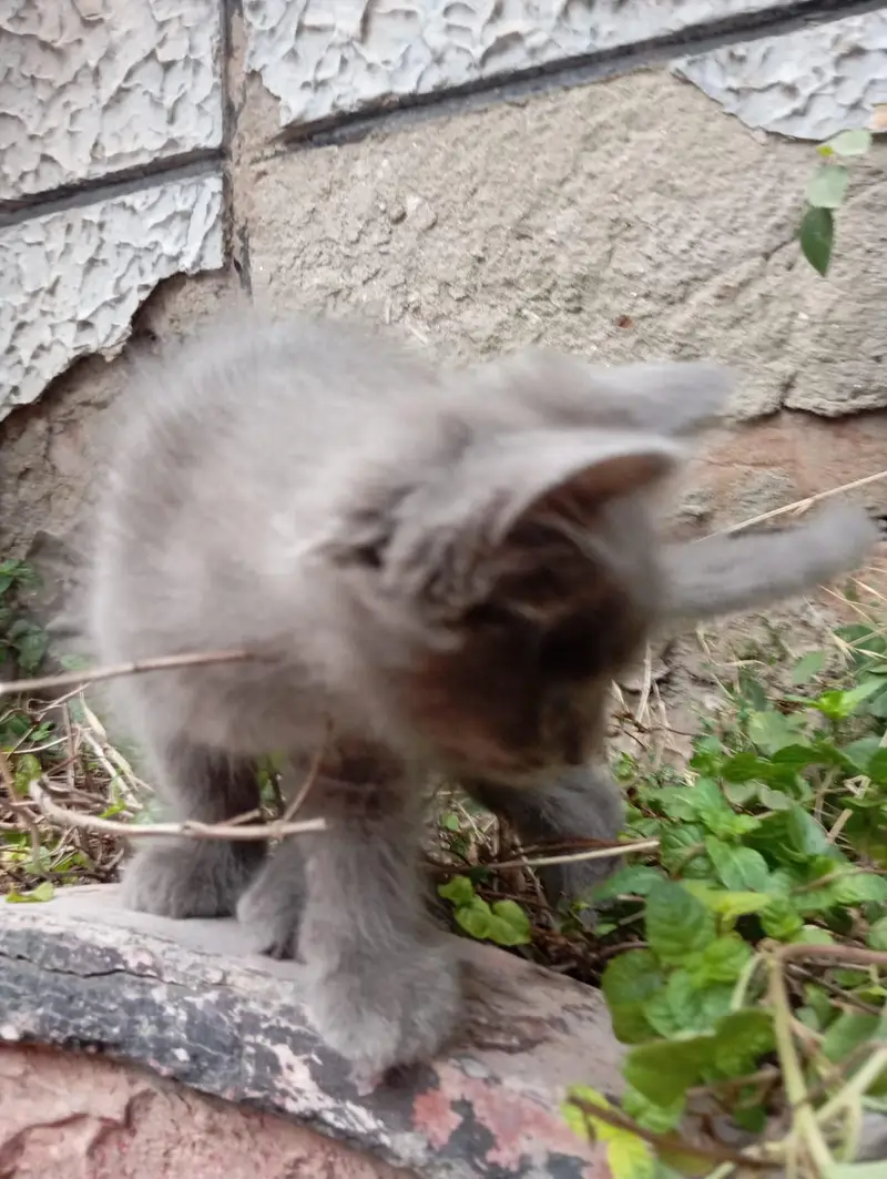 Persian Kittens Triple Coated — photo 10