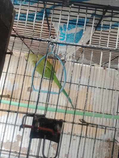 green ringneck female breding ke lye Best