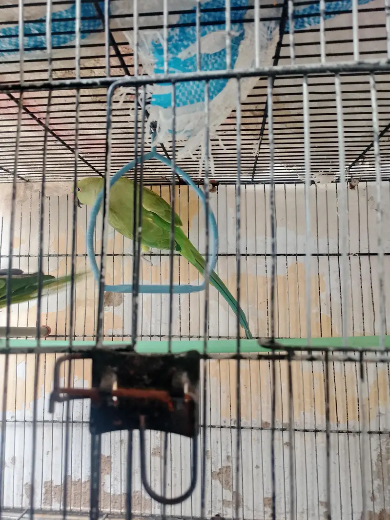 green ringneck female breding ke lye Best — photo 2