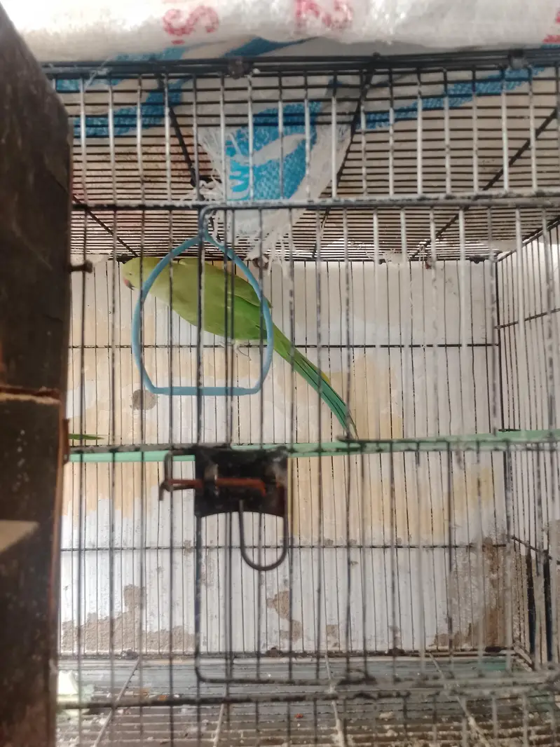 green ringneck female breding ke lye Best — photo 3