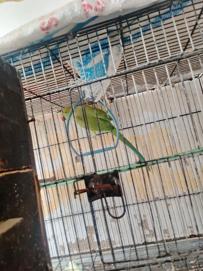 green ringneck female breding ke lye Best — photo 4