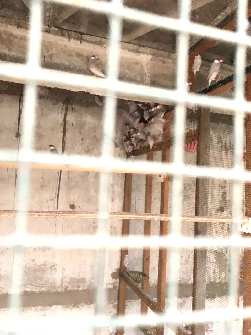 Silver jawa finches — photo 3